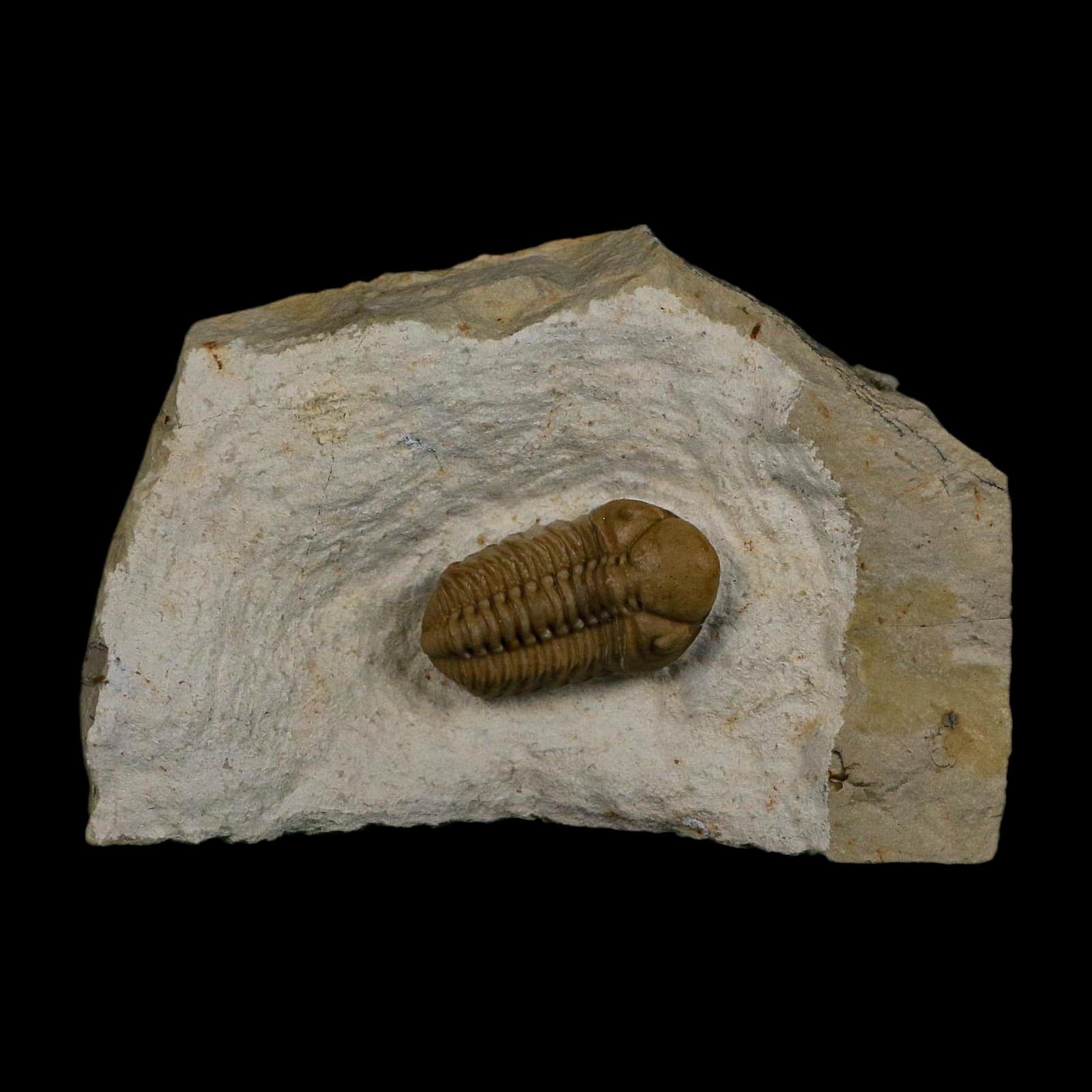1.2" Kainops Raymodi Trilobite Fossil In Matrix Compound eyes Black Cat Mountain OK - Fossil Age Minerals