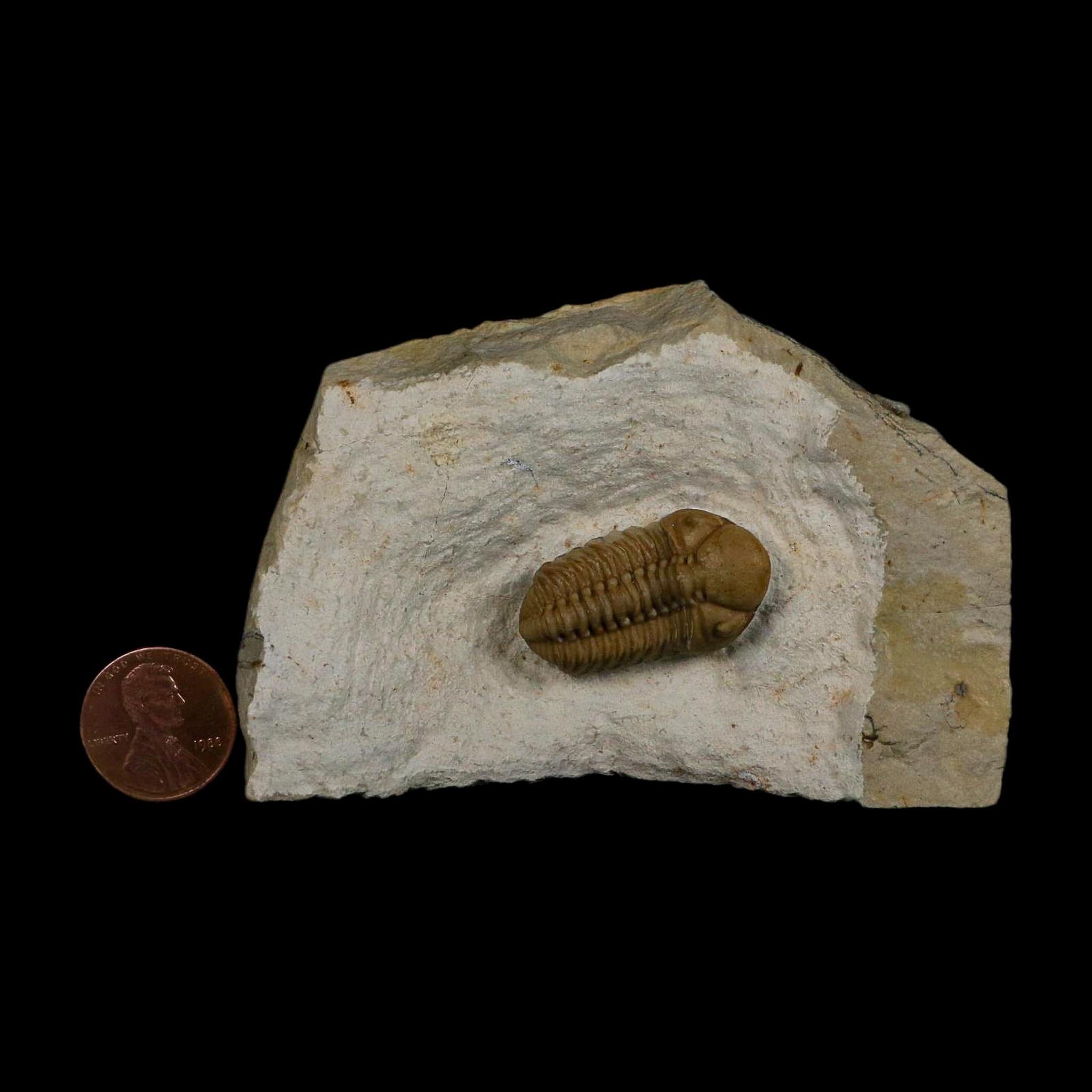 1.2" Kainops Raymodi Trilobite Fossil In Matrix Compound eyes Black Cat Mountain OK - Fossil Age Minerals