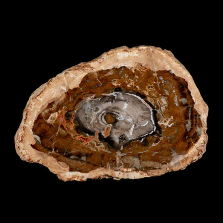 5.1" Fossilized Polished Petrified Wood Branch Madagascar 66-225 Million Yrs Old