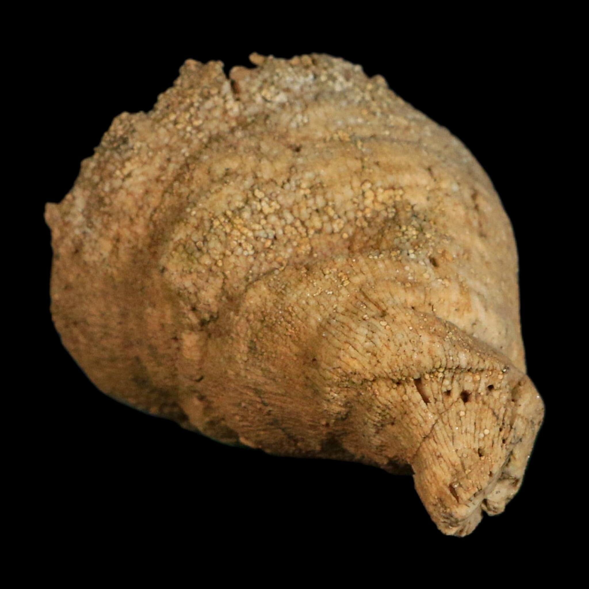 2.4" Rugose Horn Coral Fossil Devonian Age Speed Quarry, Clark County, Indiana