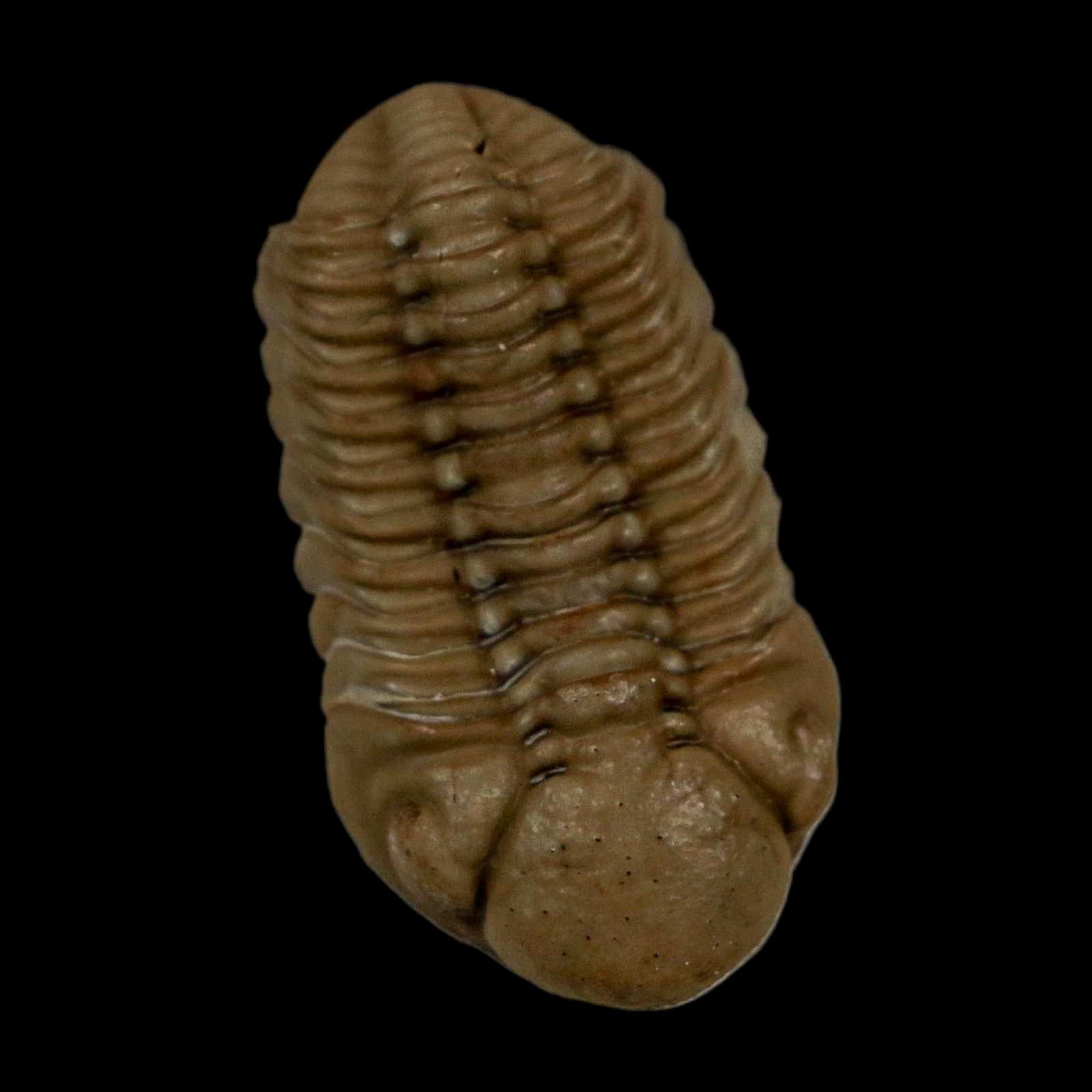 1.2" Kainops Raymodi Trilobite Fossil In Matrix Compound eyes Black Cat Mountain OK - Fossil Age Minerals