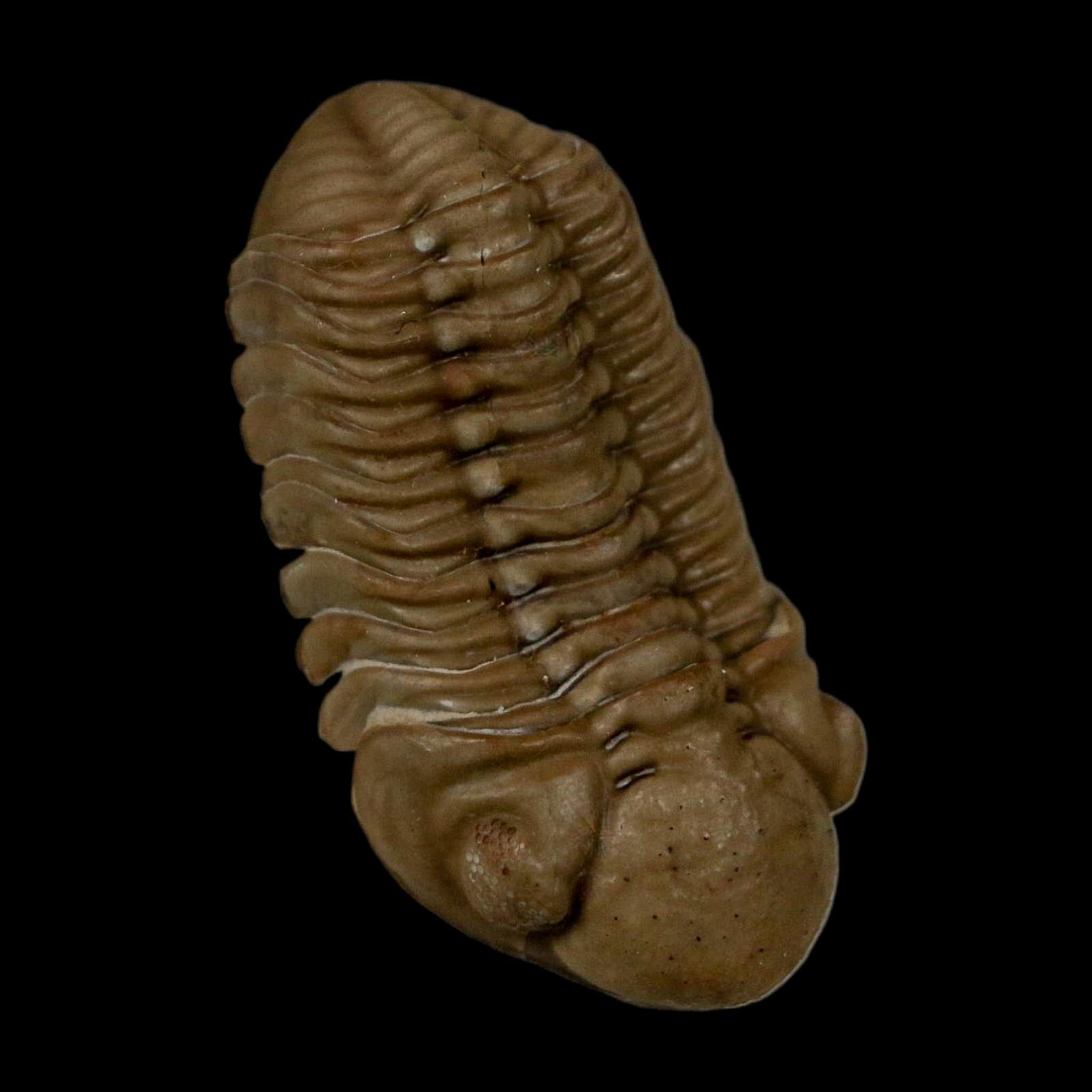 1.2" Kainops Raymodi Trilobite Fossil In Matrix Compound eyes Black Cat Mountain OK - Fossil Age Minerals