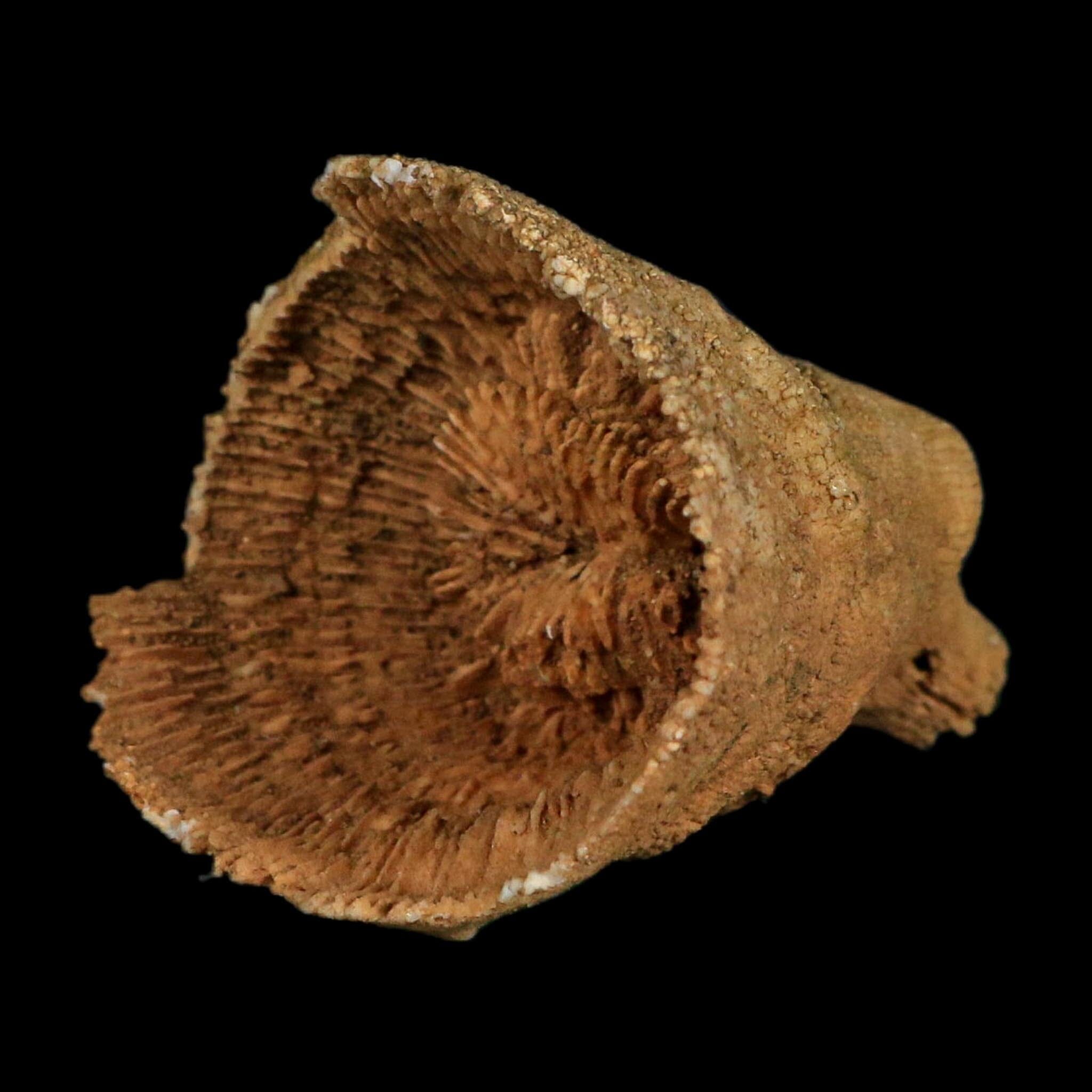 2.4" Rugose Horn Coral Fossil Devonian Age Speed Quarry, Clark County, Indiana