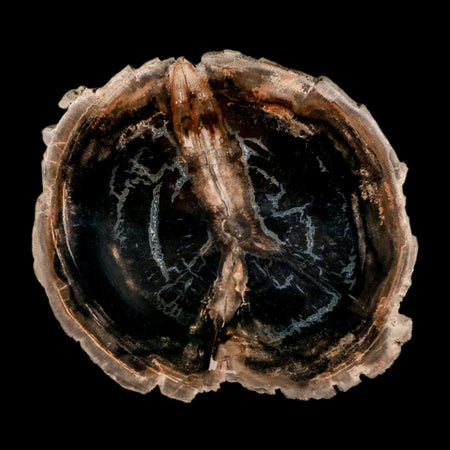 4.2" Fossilized Polished Petrified Wood Branch Madagascar 66-225 Million Yrs Old