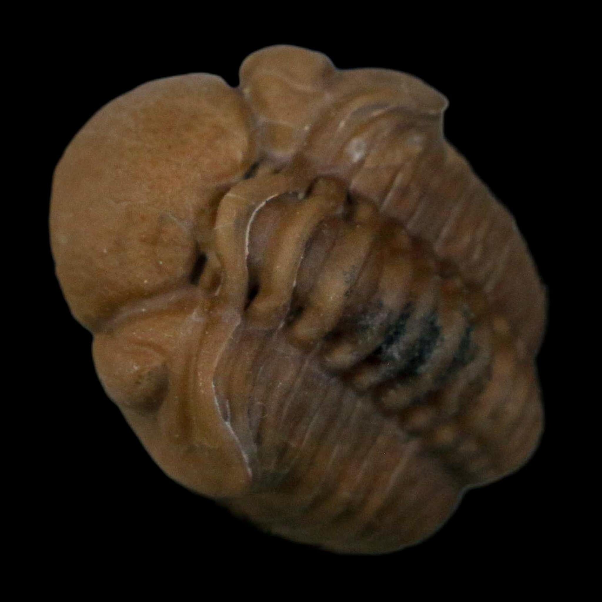 1.1" Kainops Raymodi Trilobite Fossil In Matrix Compound eyes Black Cat Mountain OK - Fossil Age Minerals