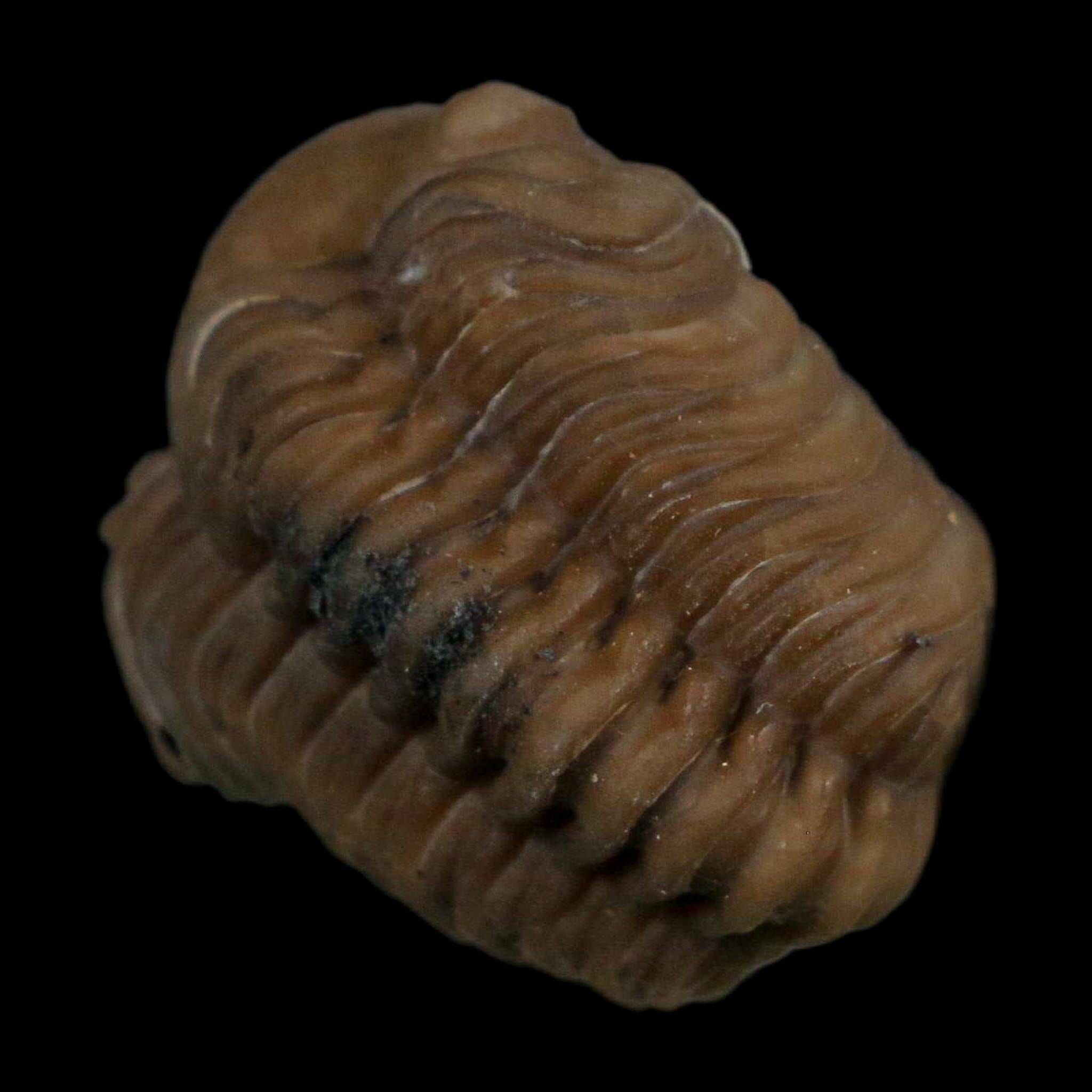 1.1" Kainops Raymodi Trilobite Fossil In Matrix Compound eyes Black Cat Mountain OK - Fossil Age Minerals