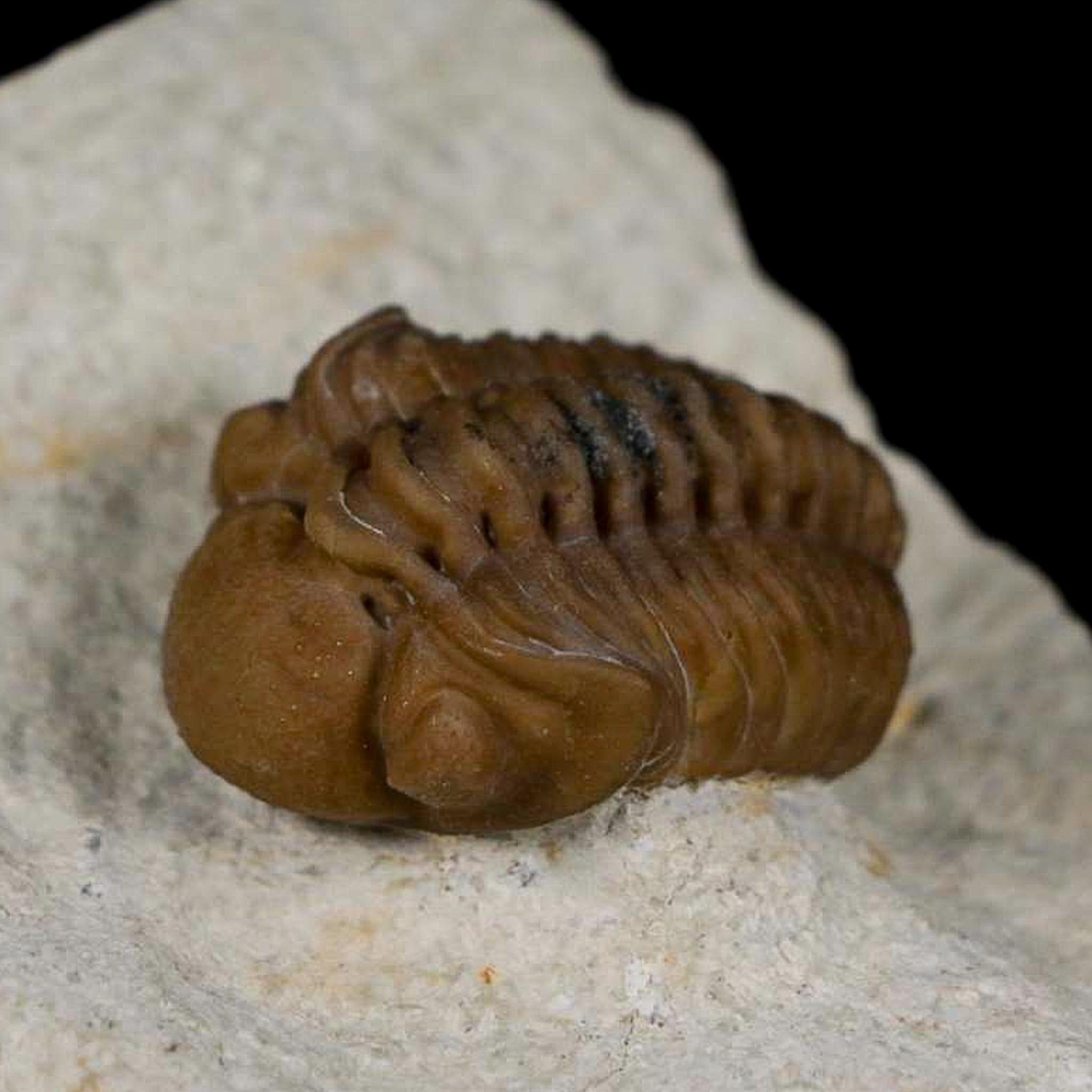1.1" Kainops Raymodi Trilobite Fossil In Matrix Compound eyes Black Cat Mountain OK - Fossil Age Minerals