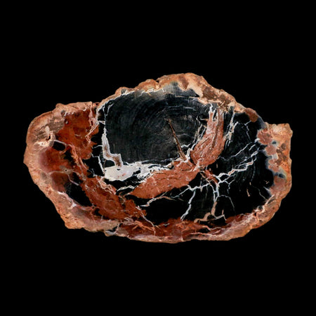 4.3" Fossilized Polished Petrified Wood Branch Madagascar 66-225 Million Yrs Old