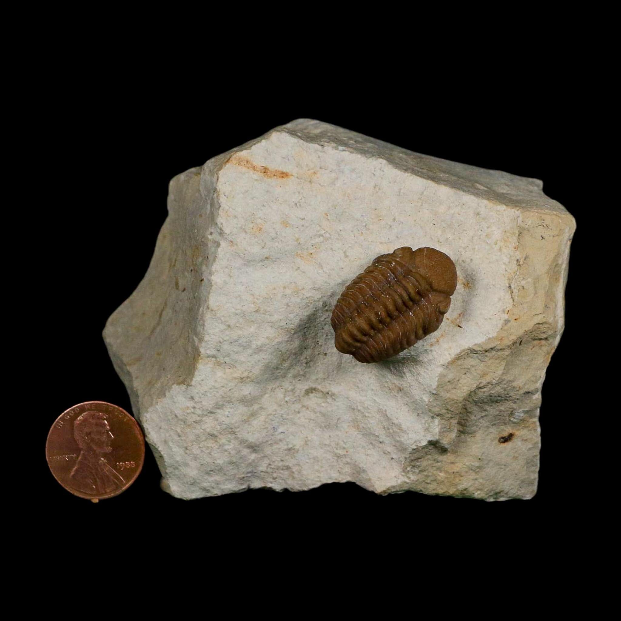 1" Kainops Raymodi Trilobite Fossil In Matrix Compound eyes Black Cat Mountain OK - Fossil Age Minerals