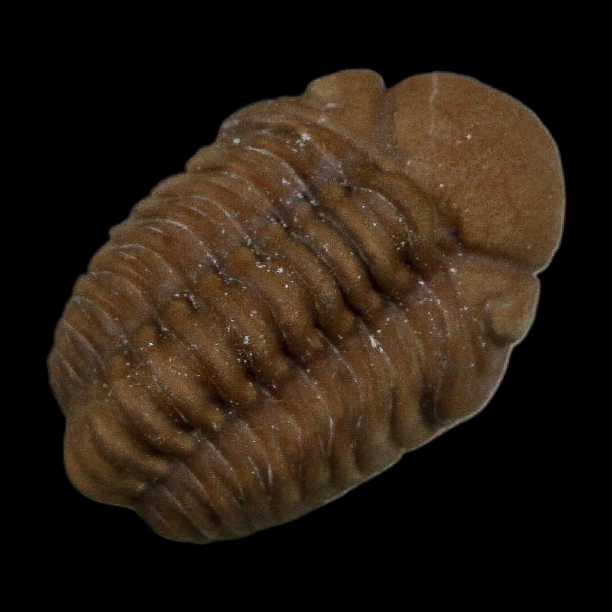 1" Kainops Raymodi Trilobite Fossil In Matrix Compound eyes Black Cat Mountain OK - Fossil Age Minerals