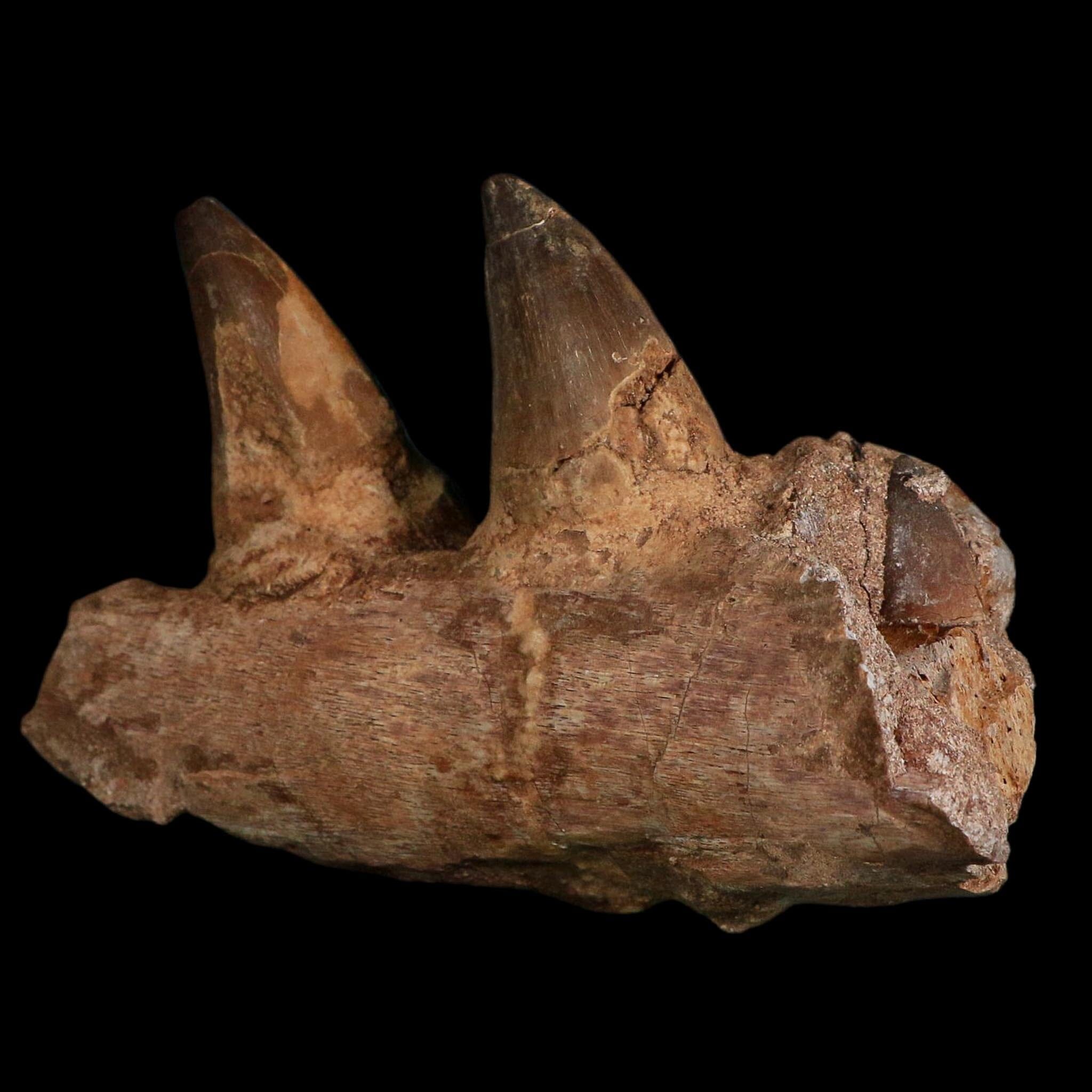 5.2" Mosasaur Prognathodon Fossil Jaw Section Teeth Cretaceous Dinosaur Era COA