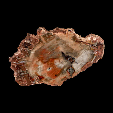 5" Fossilized Polished Petrified Wood Branch Madagascar 66-225 Million Yrs Old