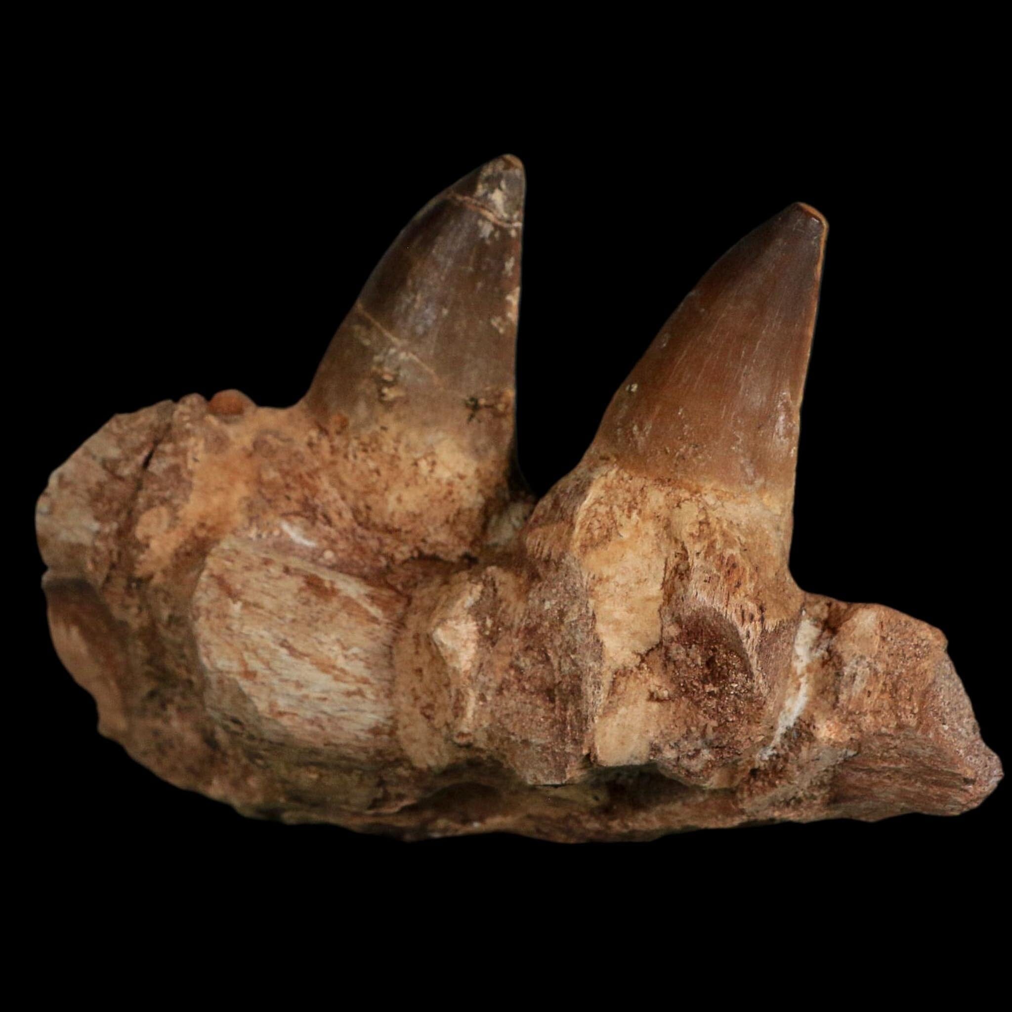 5.2" Mosasaur Prognathodon Fossil Jaw Section Teeth Cretaceous Dinosaur Era COA