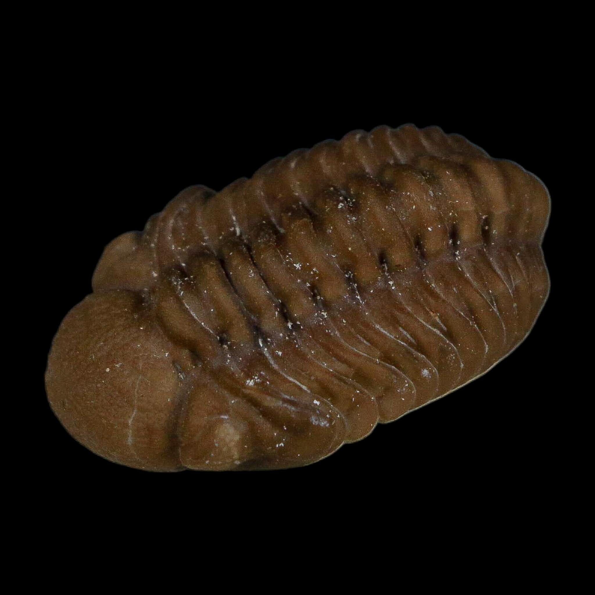 1" Kainops Raymodi Trilobite Fossil In Matrix Compound eyes Black Cat Mountain OK - Fossil Age Minerals