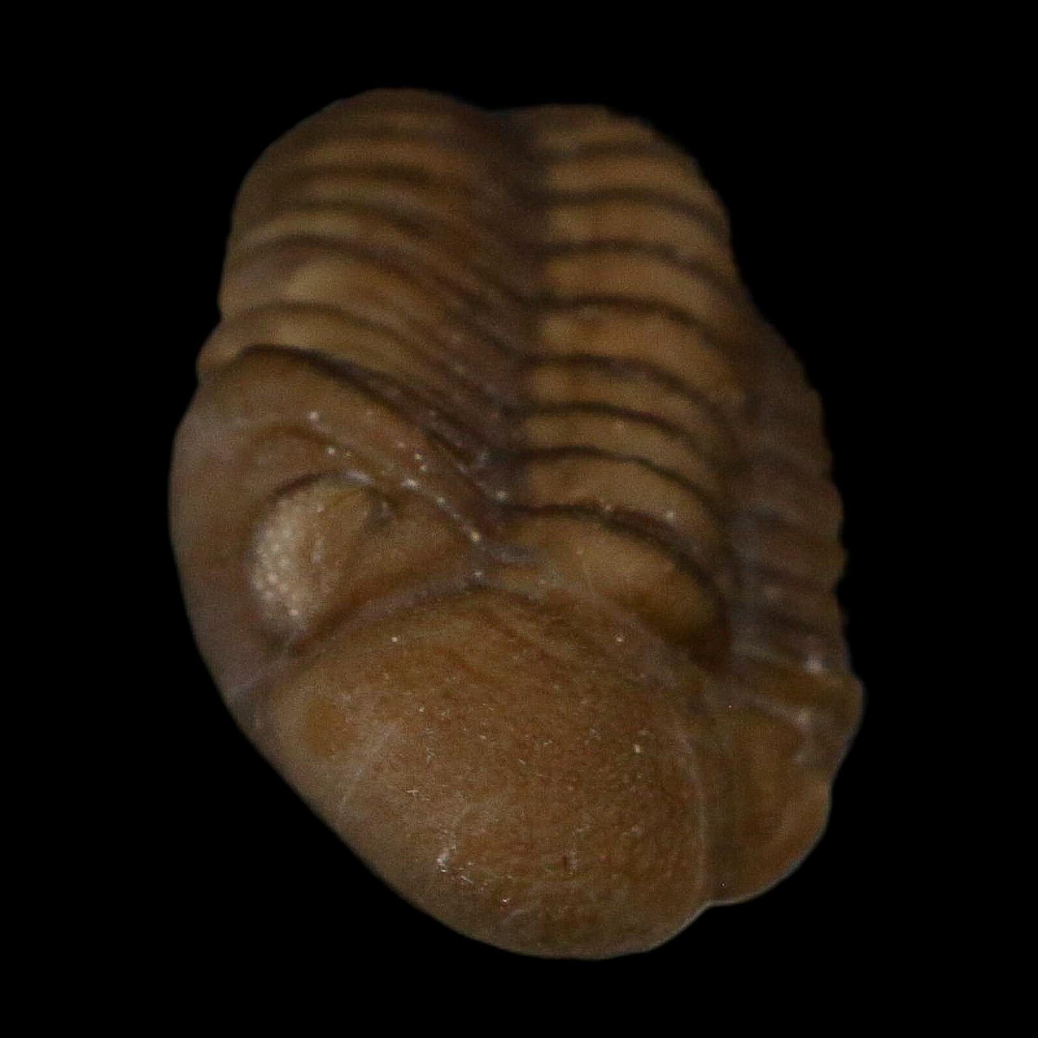1" Kainops Raymodi Trilobite Fossil In Matrix Compound eyes Black Cat Mountain OK - Fossil Age Minerals