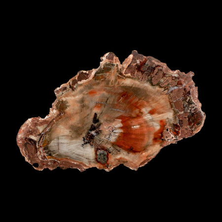 5" Fossilized Polished Petrified Wood Branch Madagascar 66-225 Million Yrs Old