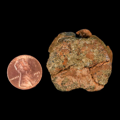 1.3" Juvenile Hadrosaur Dinosaur Fossil Vertebrae Bone Lance Creek FM Wyoming COA - Fossil Age Minerals