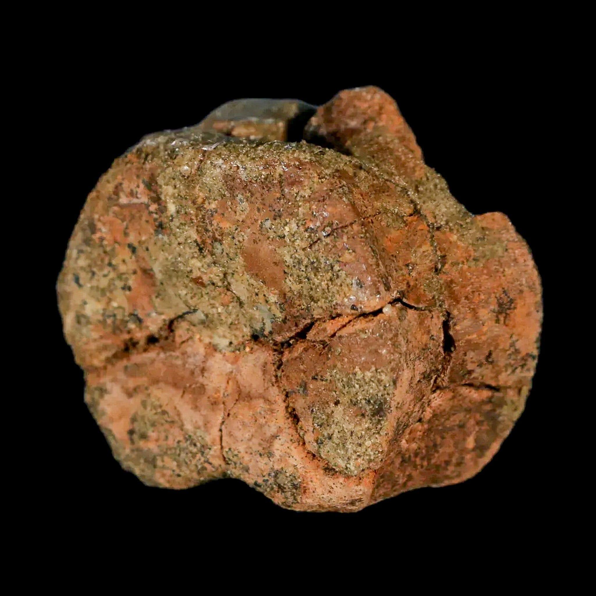1.3" Juvenile Hadrosaur Dinosaur Fossil Vertebrae Bone Lance Creek FM Wyoming COA - Fossil Age Minerals