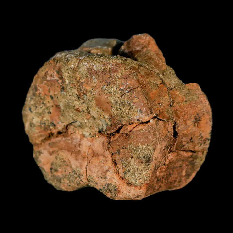 1.3" Juvenile Hadrosaur Dinosaur Fossil Vertebrae Bone Lance Creek FM Wyoming COA - Fossil Age Minerals