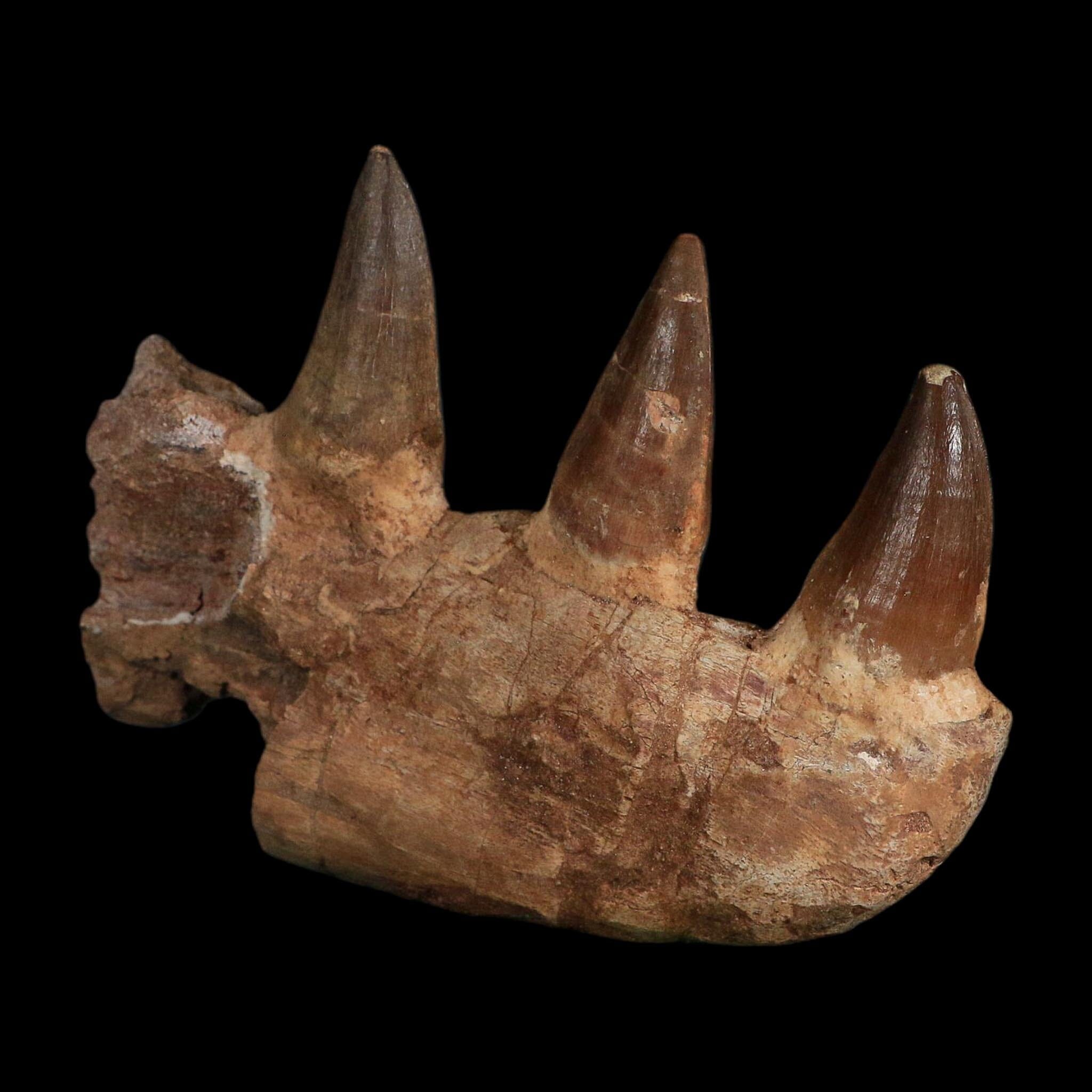 5.8" Mosasaur Prognathodon Fossil Jaw Section Teeth Cretaceous Dinosaur Era COA