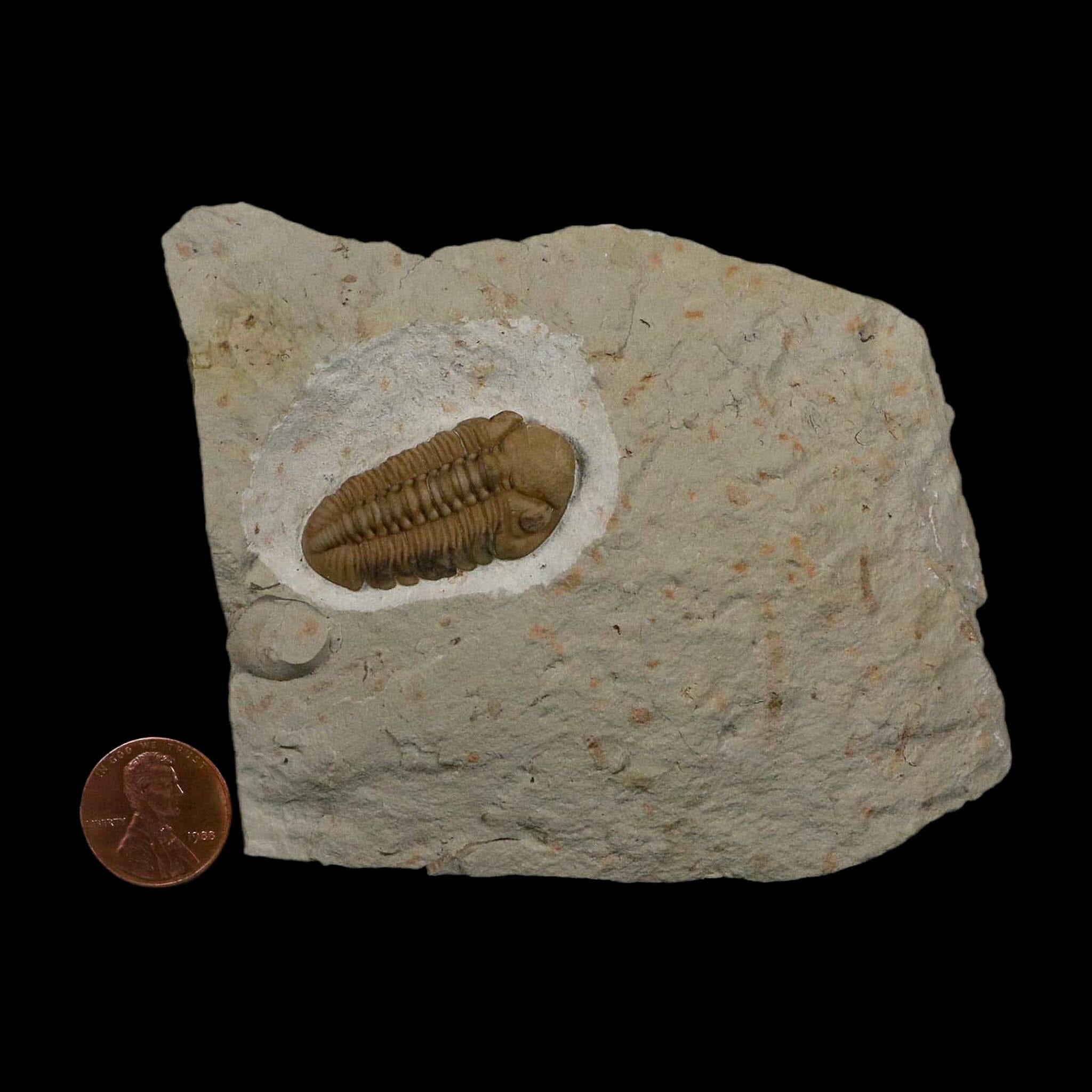 1.3" Kainops Raymodi Trilobite Fossil In Matrix Compound eyes Black Cat Mountain OK - Fossil Age Minerals