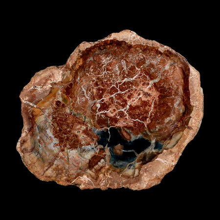 4.1" Fossilized Polished Petrified Wood Branch Madagascar 66-225 Million Yrs Old