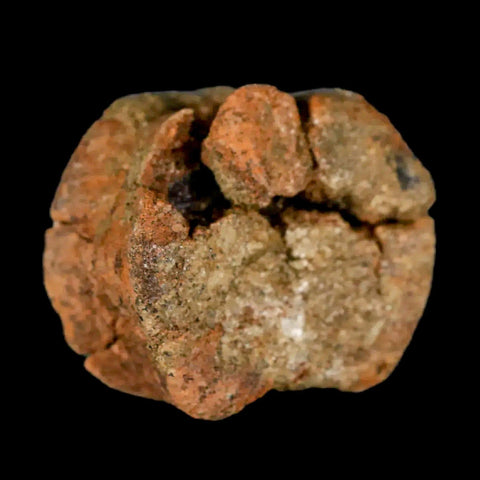 1.3" Juvenile Hadrosaur Dinosaur Fossil Vertebrae Bone Lance Creek FM Wyoming COA - Fossil Age Minerals