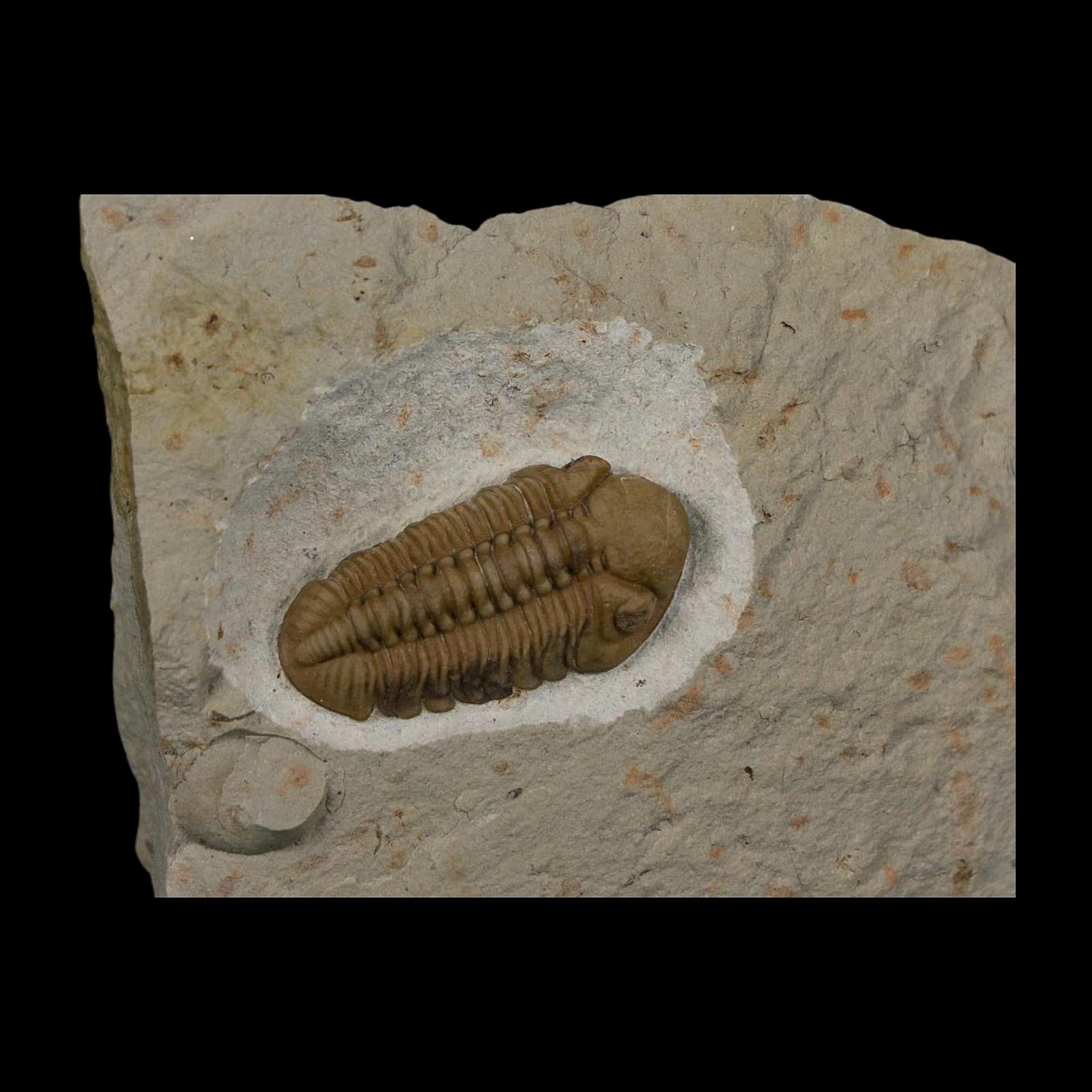 1.3" Kainops Raymodi Trilobite Fossil In Matrix Compound eyes Black Cat Mountain OK - Fossil Age Minerals