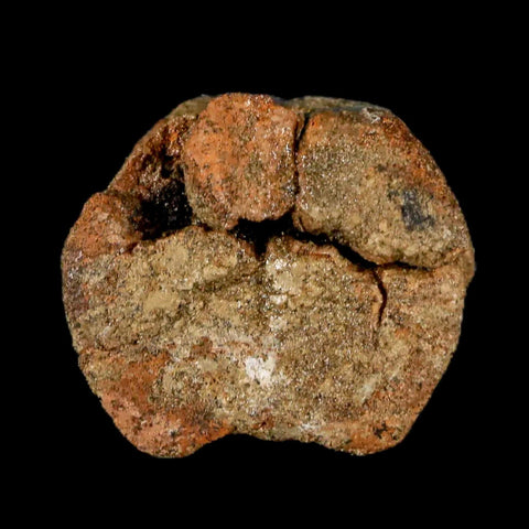 1.3" Juvenile Hadrosaur Dinosaur Fossil Vertebrae Bone Lance Creek FM Wyoming COA - Fossil Age Minerals