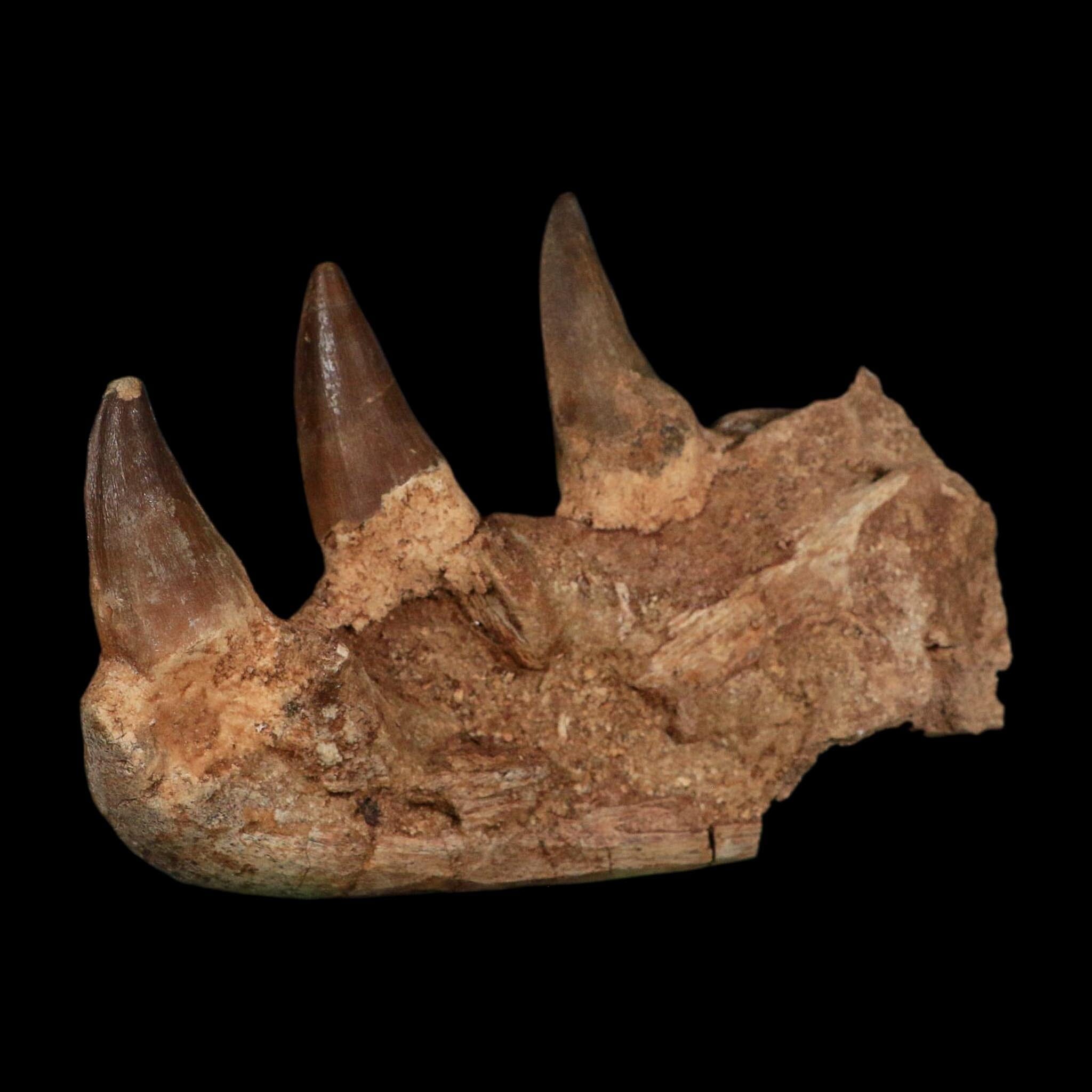 5.8" Mosasaur Prognathodon Fossil Jaw Section Teeth Cretaceous Dinosaur Era COA