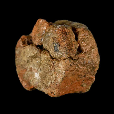 1.3" Juvenile Hadrosaur Dinosaur Fossil Vertebrae Bone Lance Creek FM Wyoming COA - Fossil Age Minerals