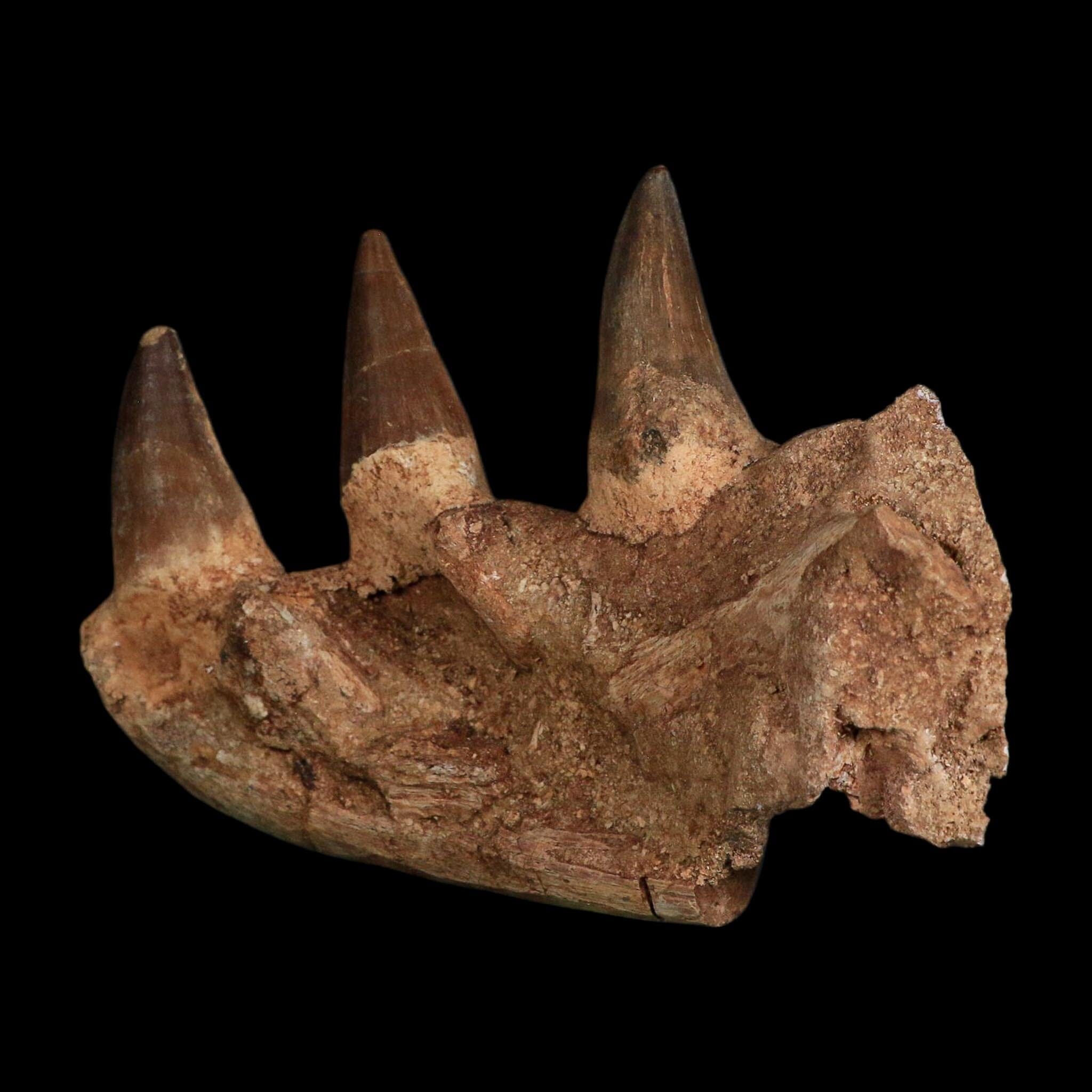 5.8" Mosasaur Prognathodon Fossil Jaw Section Teeth Cretaceous Dinosaur Era COA