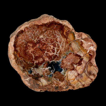 4.1" Fossilized Polished Petrified Wood Branch Madagascar 66-225 Million Yrs Old