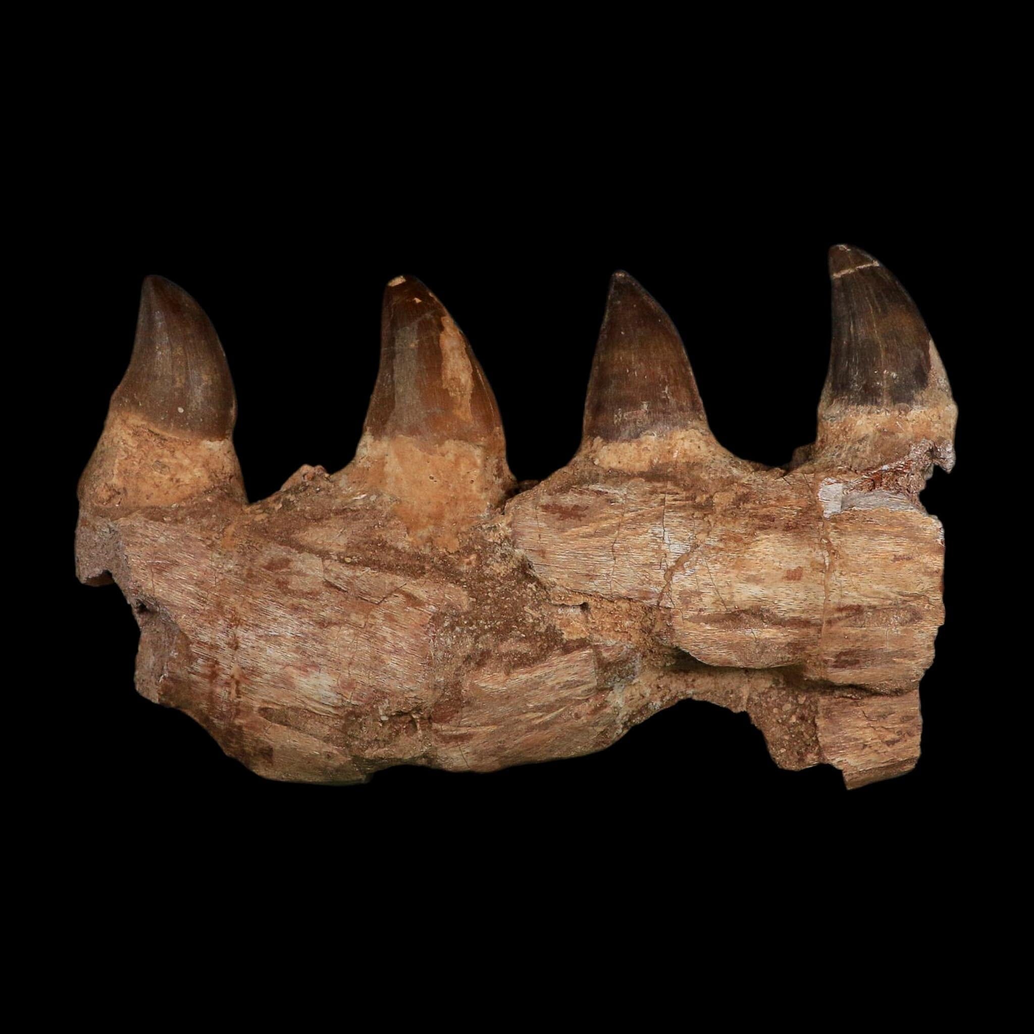 7.5" Mosasaur Prognathodon Fossil Jaw Section Teeth Cretaceous Dinosaur Era COA
