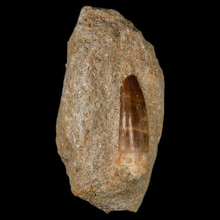 1.4" Plesiosaur Zarafasaura Tooth Fossil In Matrix Cretaceous Dinosaur Era COA