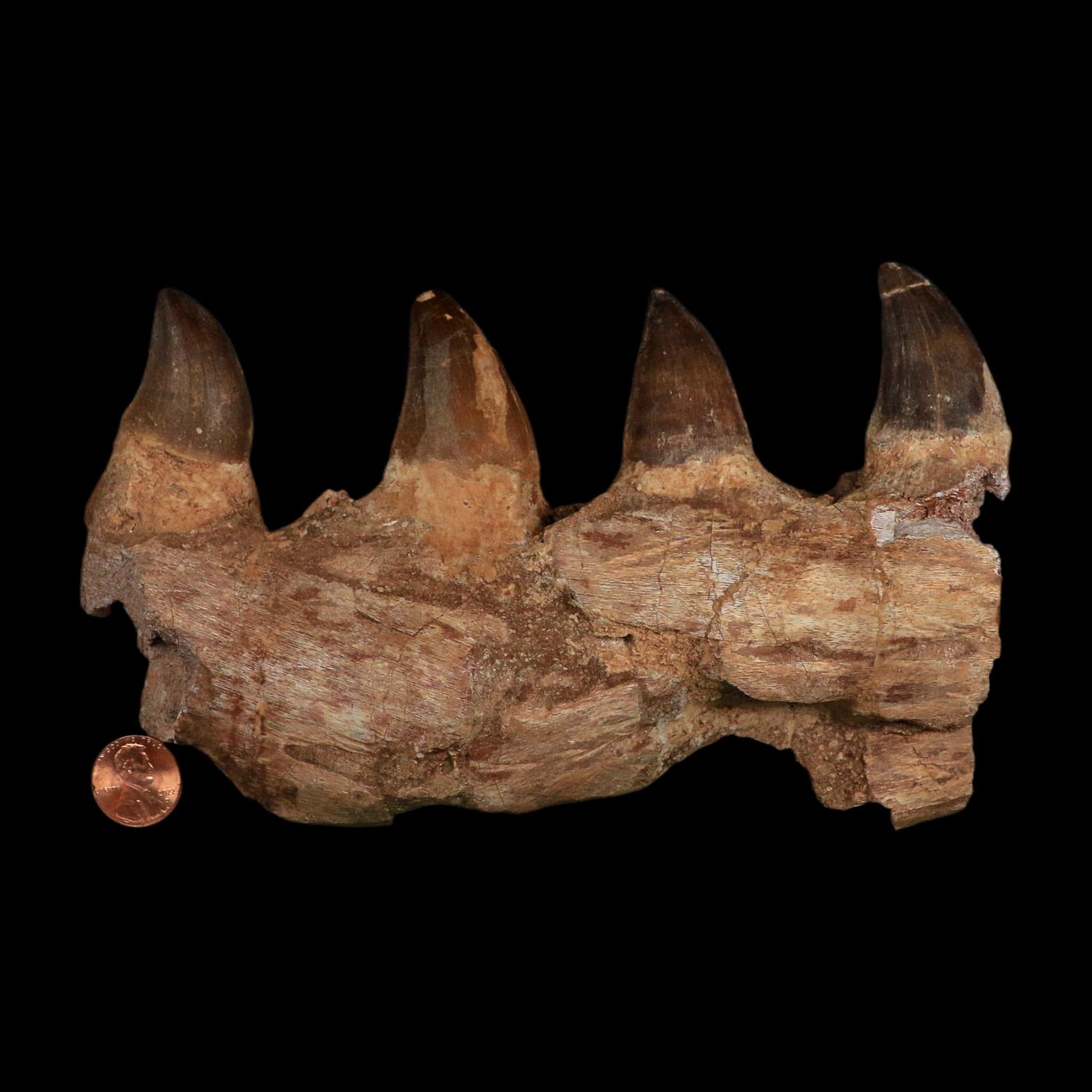 7.5" Mosasaur Prognathodon Fossil Jaw Section Teeth Cretaceous Dinosaur Era COA