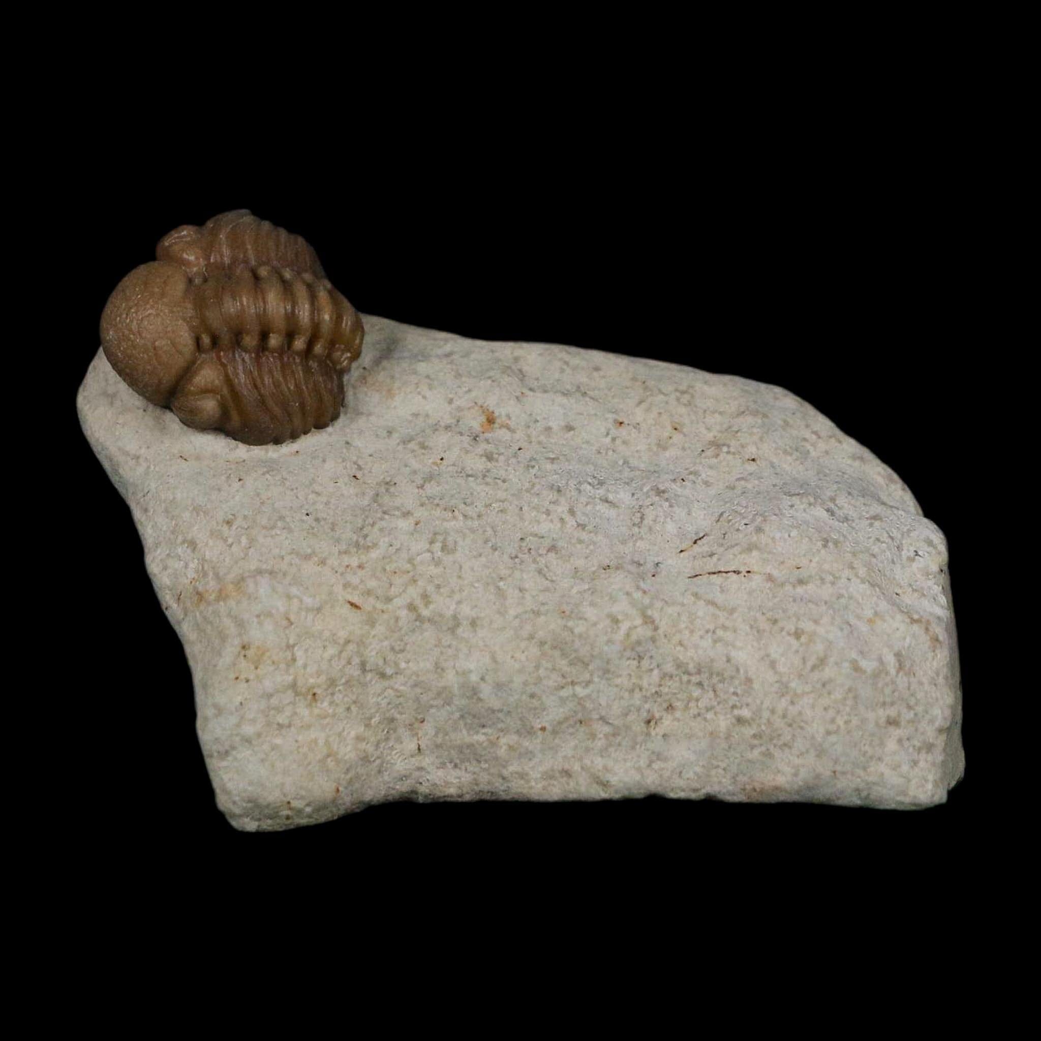 0.6" Kainops Raymodi Trilobite Fossil In Matrix Compound eyes Black Cat Mountain OK - Fossil Age Minerals