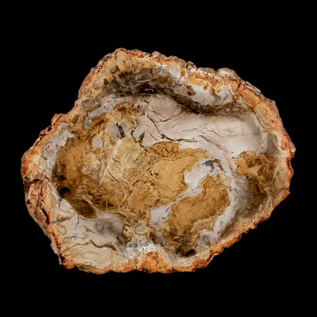 3.9" Fossilized Polished Petrified Wood Branch Madagascar 66-225 Million Yrs Old