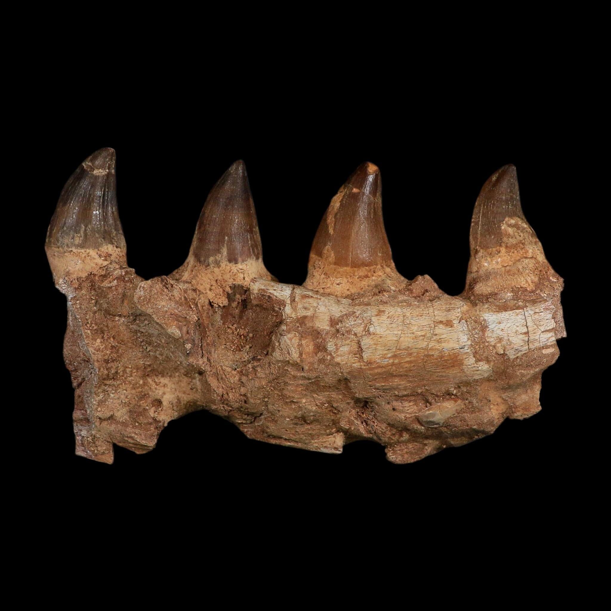 7.5" Mosasaur Prognathodon Fossil Jaw Section Teeth Cretaceous Dinosaur Era COA