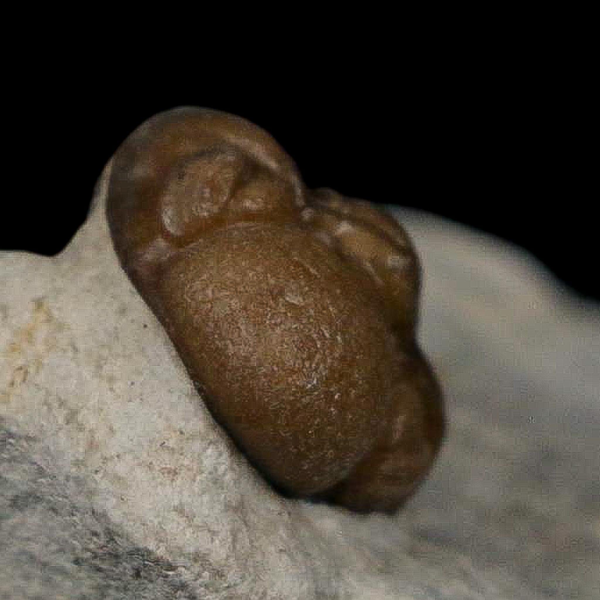 0.6" Kainops Raymodi Trilobite Fossil In Matrix Compound eyes Black Cat Mountain OK - Fossil Age Minerals