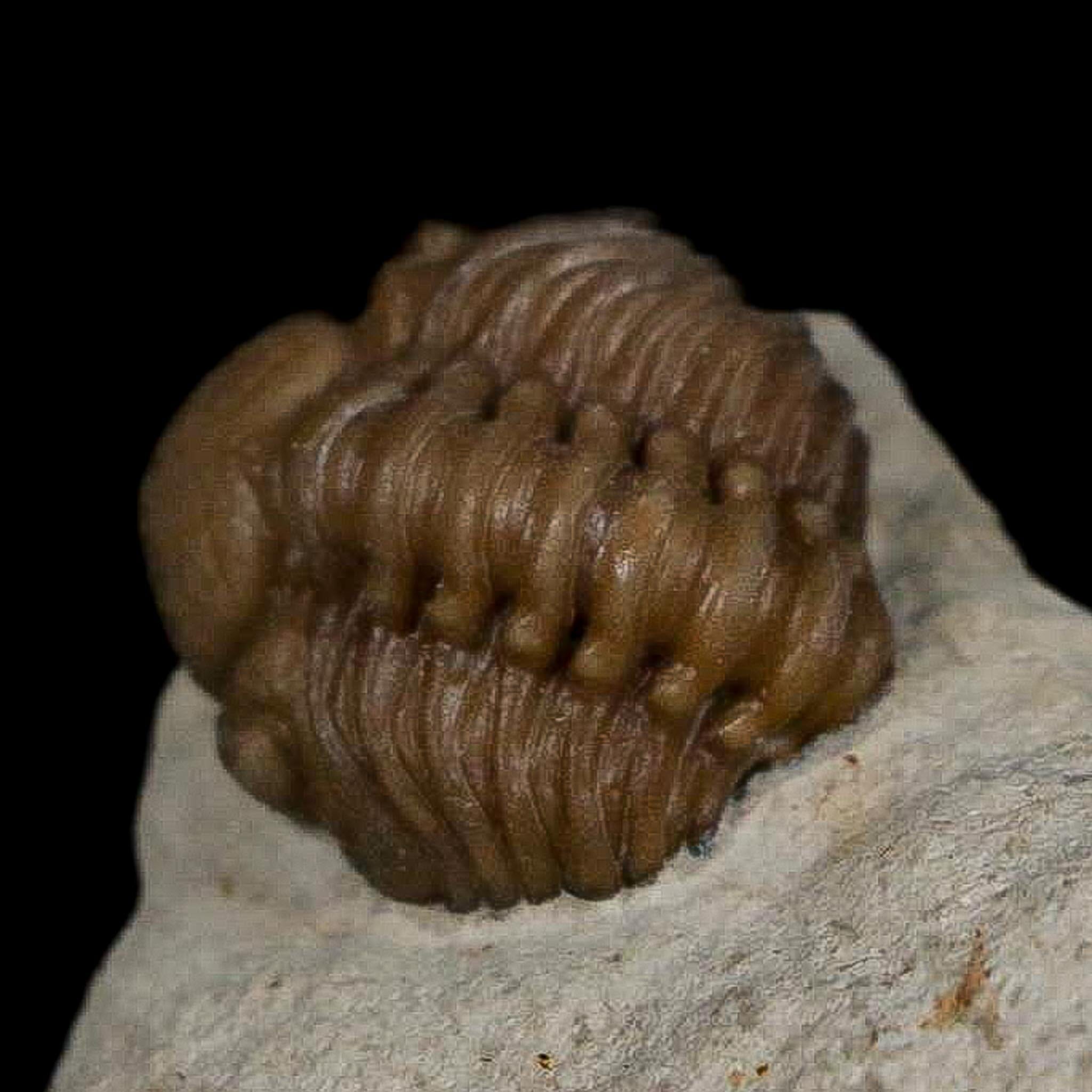 0.6" Kainops Raymodi Trilobite Fossil In Matrix Compound eyes Black Cat Mountain OK - Fossil Age Minerals