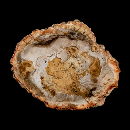 3.9" Fossilized Polished Petrified Wood Branch Madagascar 66-225 Million Yrs Old