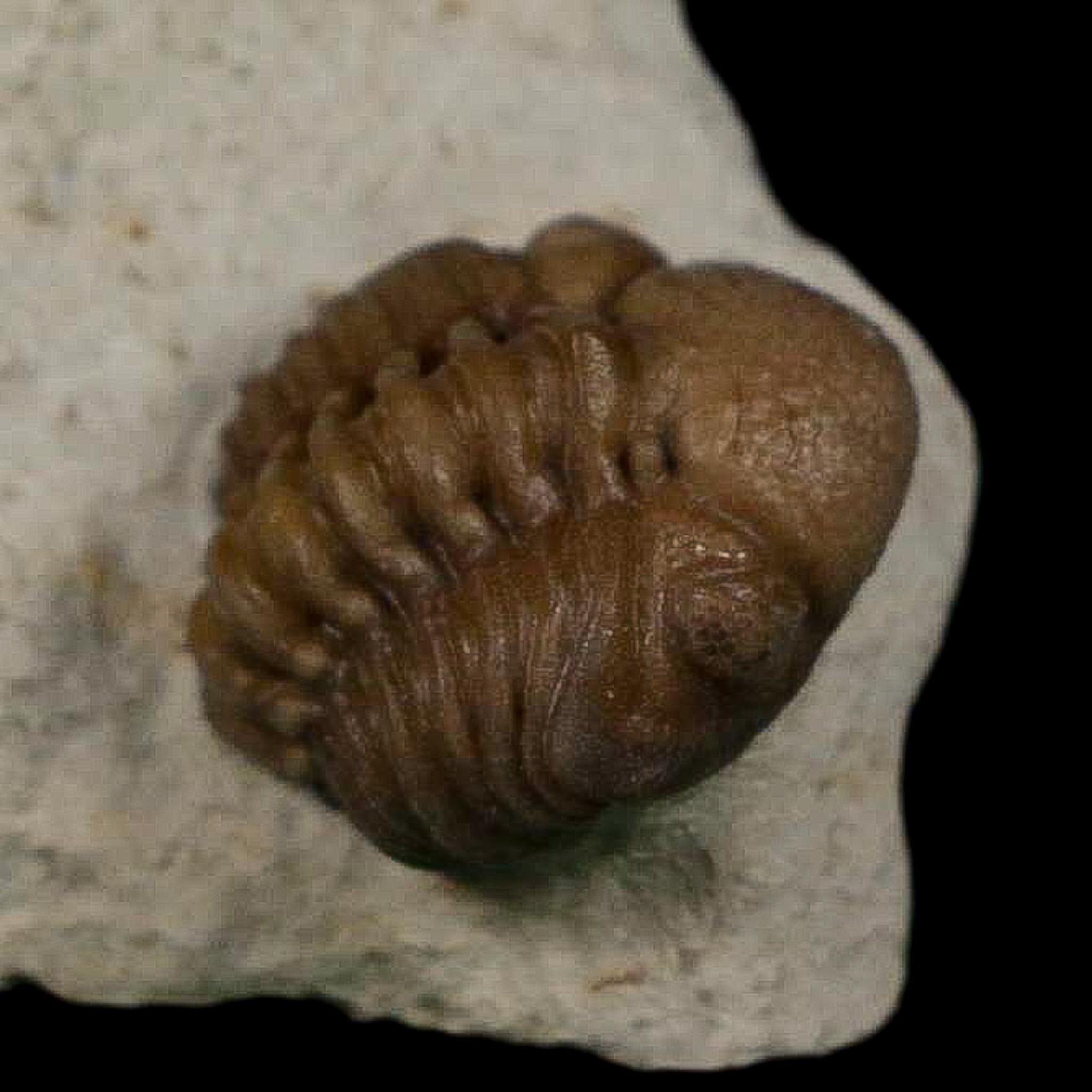 0.6" Kainops Raymodi Trilobite Fossil In Matrix Compound eyes Black Cat Mountain OK - Fossil Age Minerals