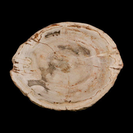 4.3" Fossilized Polished Petrified Wood Branch Madagascar 66-225 Million Yrs Old