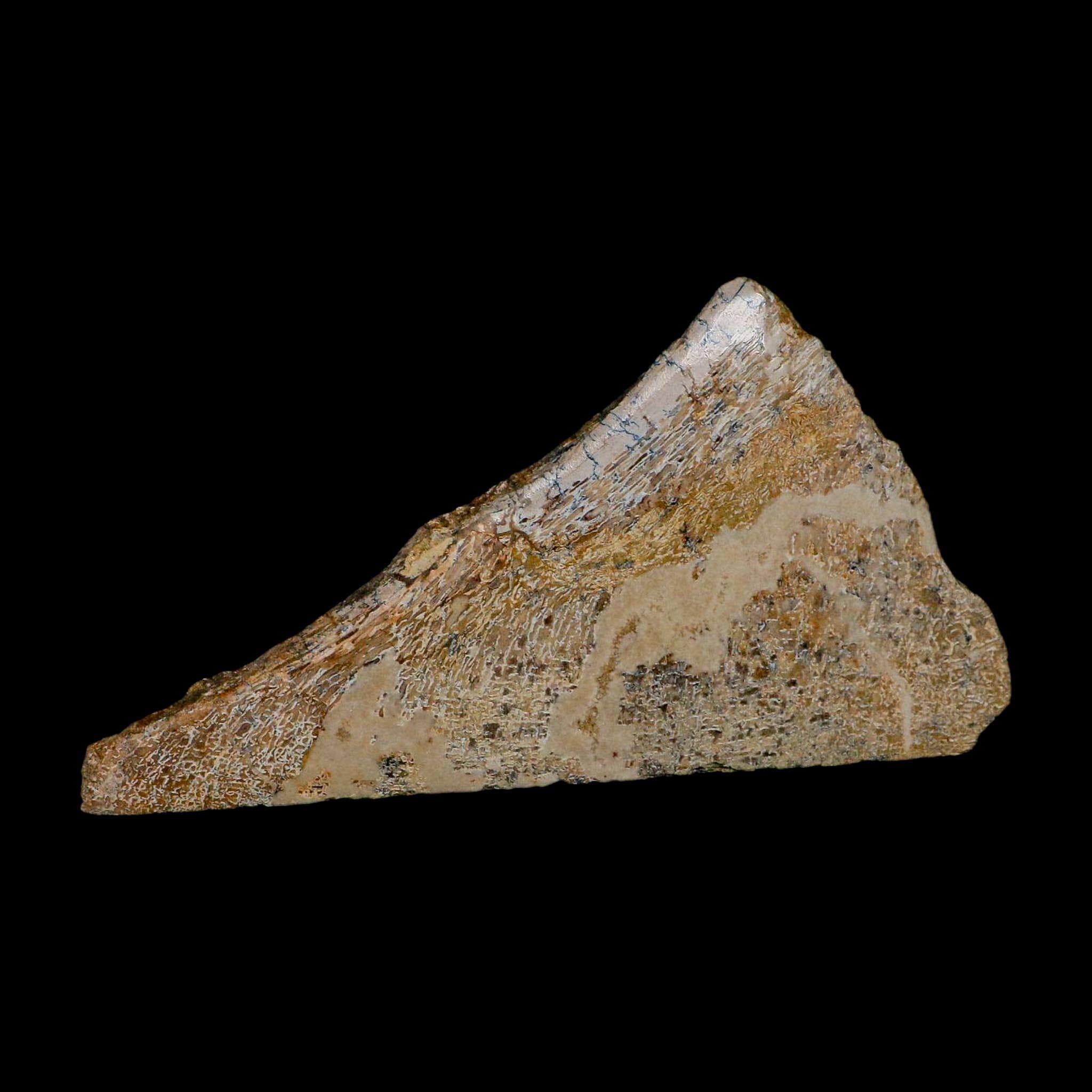 6.1" Fossil Dinosaur Gem Bone Cut Polished Slab Agatized Dinosaur Bone Morocco