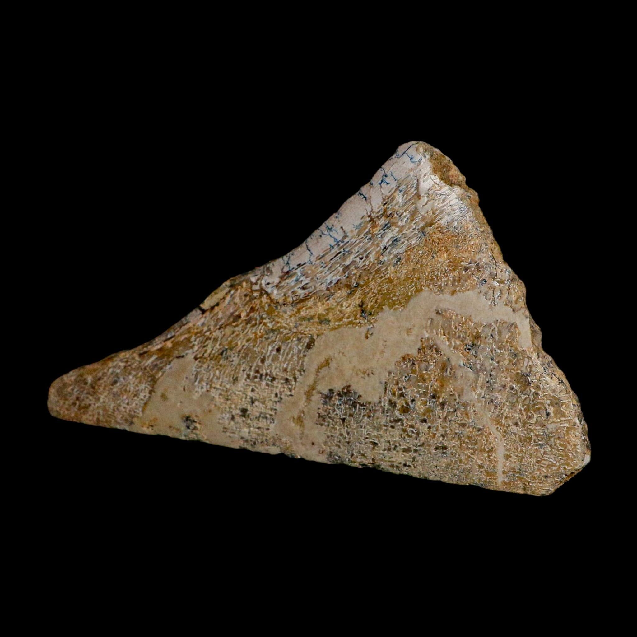 6.1" Fossil Dinosaur Gem Bone Cut Polished Slab Agatized Dinosaur Bone Morocco