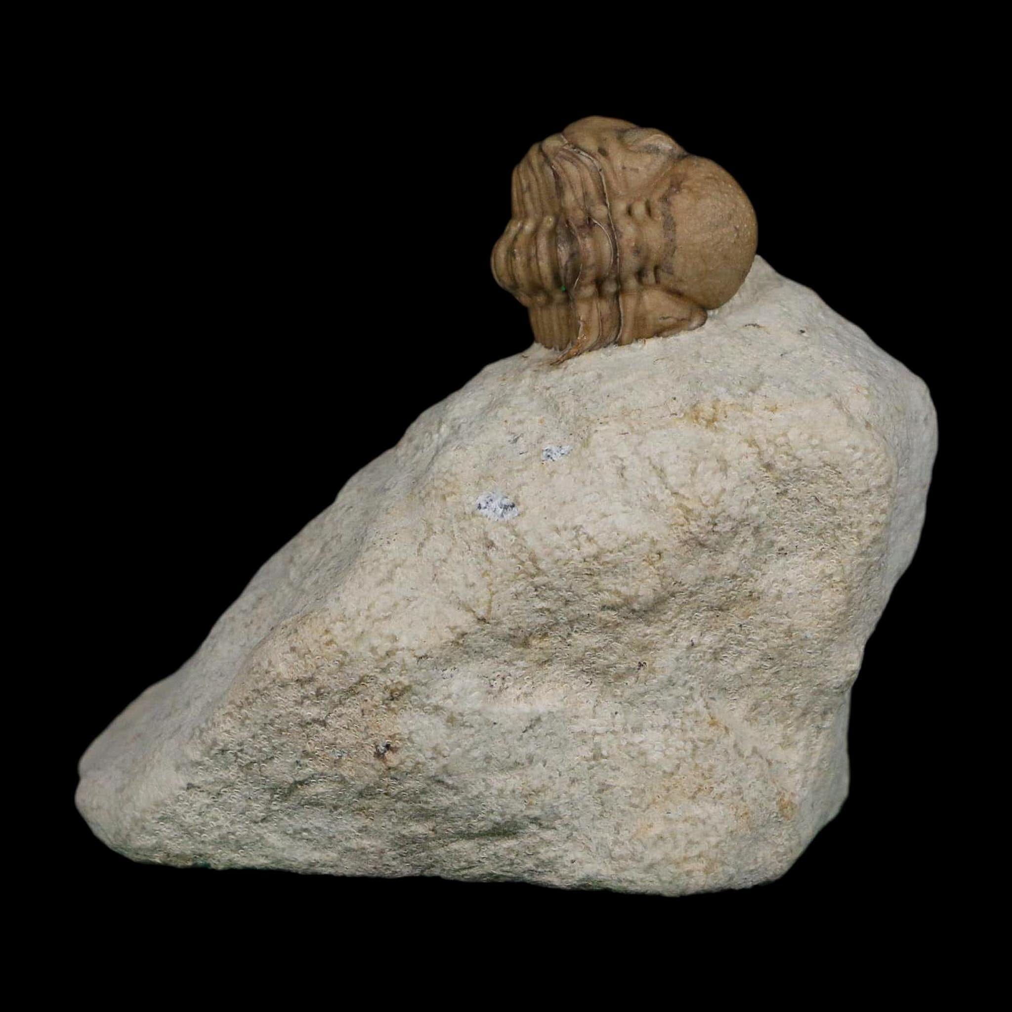 0.8" Kainops Raymodi Trilobite Fossil In Matrix Compound eyes Black Cat Mountain OK - Fossil Age Minerals