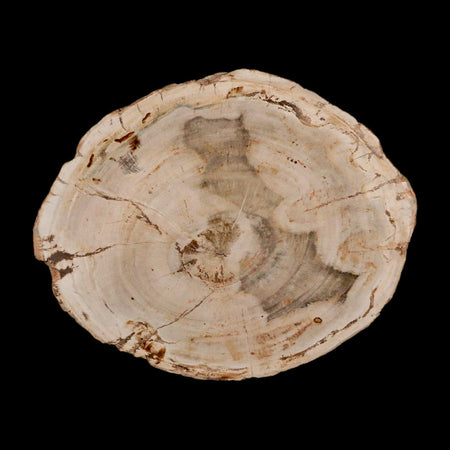 4.3" Fossilized Polished Petrified Wood Branch Madagascar 66-225 Million Yrs Old