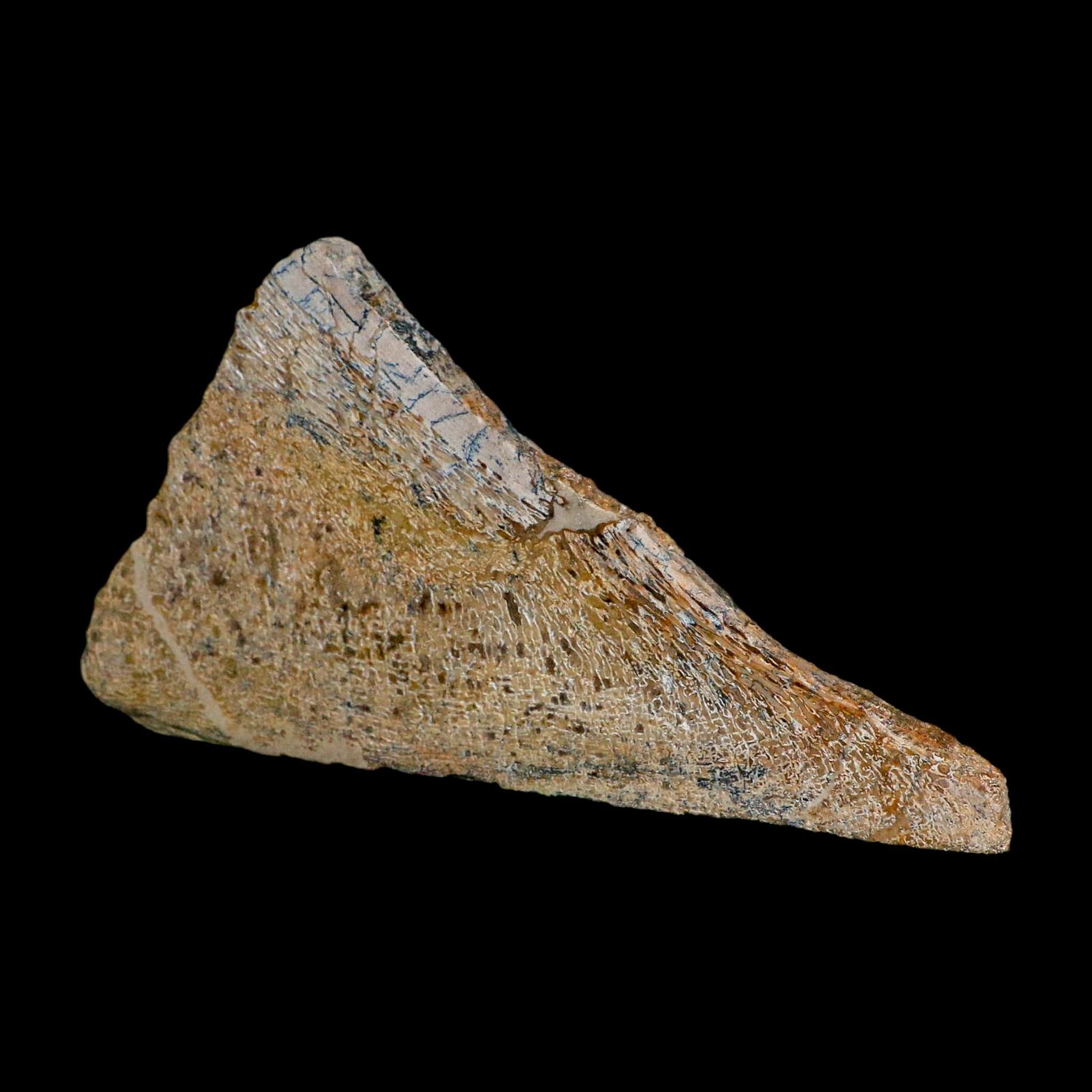 6.1" Fossil Dinosaur Gem Bone Cut Polished Slab Agatized Dinosaur Bone Morocco