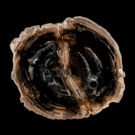 4.2" Fossilized Polished Petrified Wood Branch Madagascar 66-225 Million Yrs Old